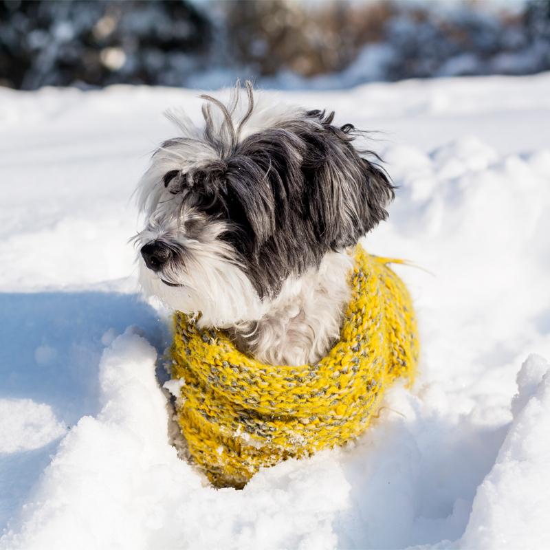 Fall & Winter Dog Collection: Stylish Warmth for Every Pup