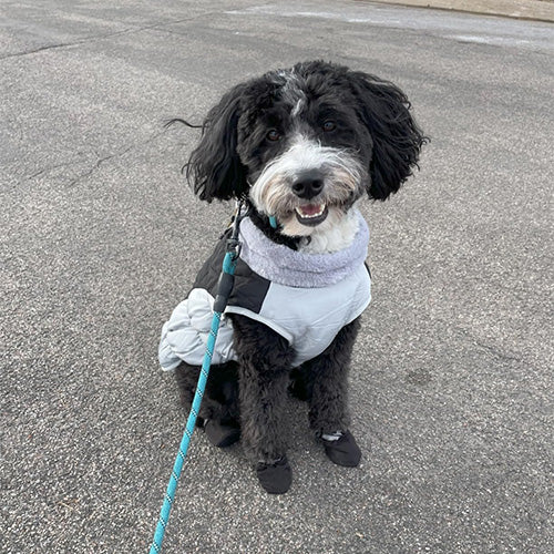 Waterproof Pet Anti-Slip Rain Boots 