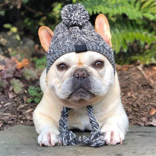 Winter Knitted Dog Hat with Pom Pom